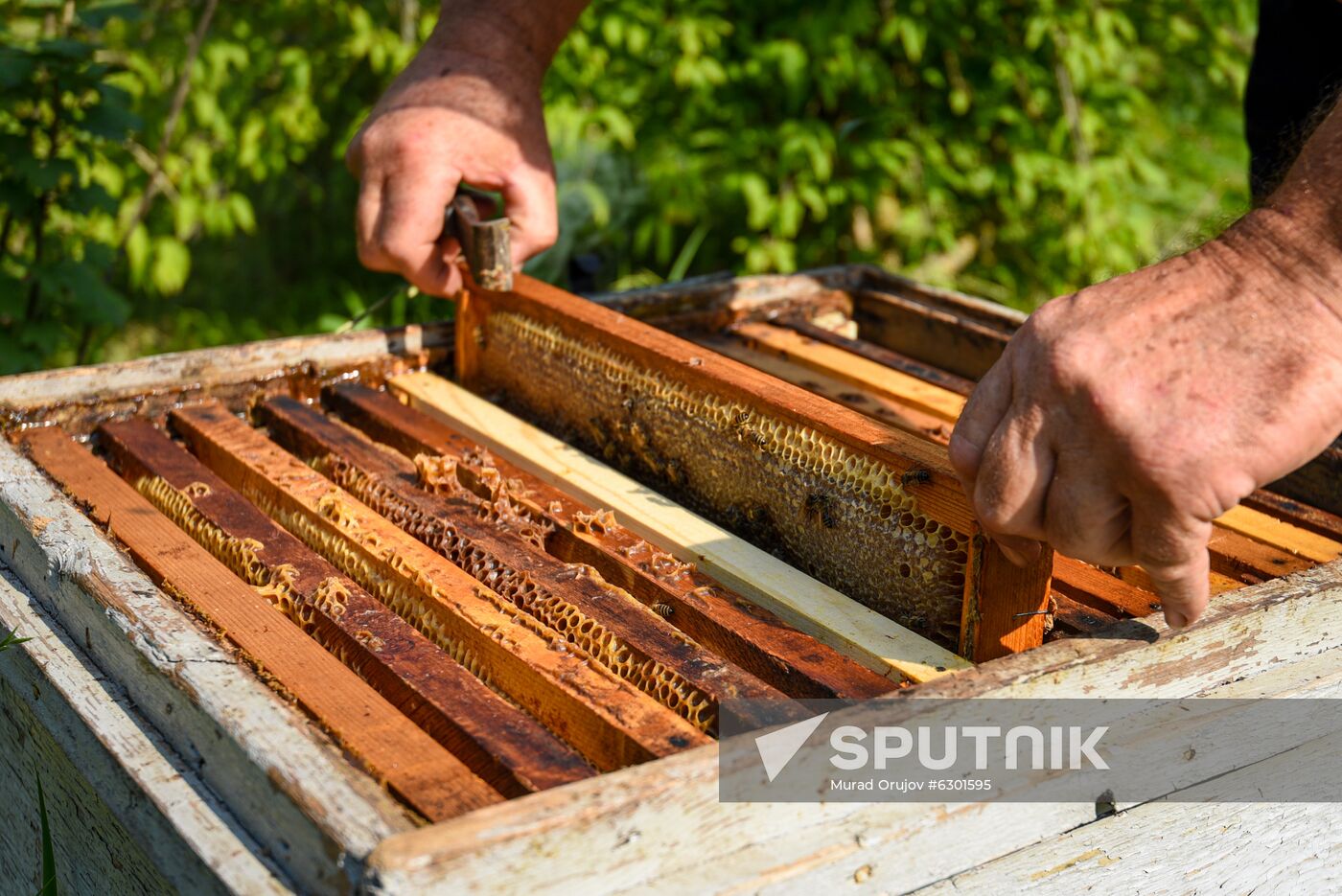 Azerbaijan Apiary