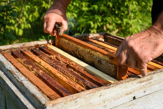 Azerbaijan Apiary