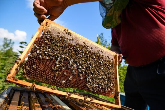 Azerbaijan Apiary
