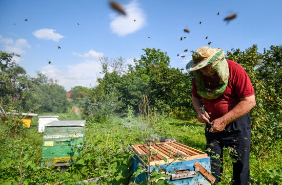 Azerbaijan Apiary