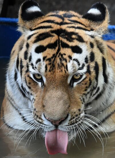 Russia Zoo