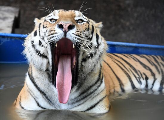 Russia Zoo