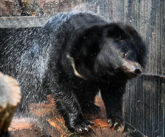 Russia Zoo