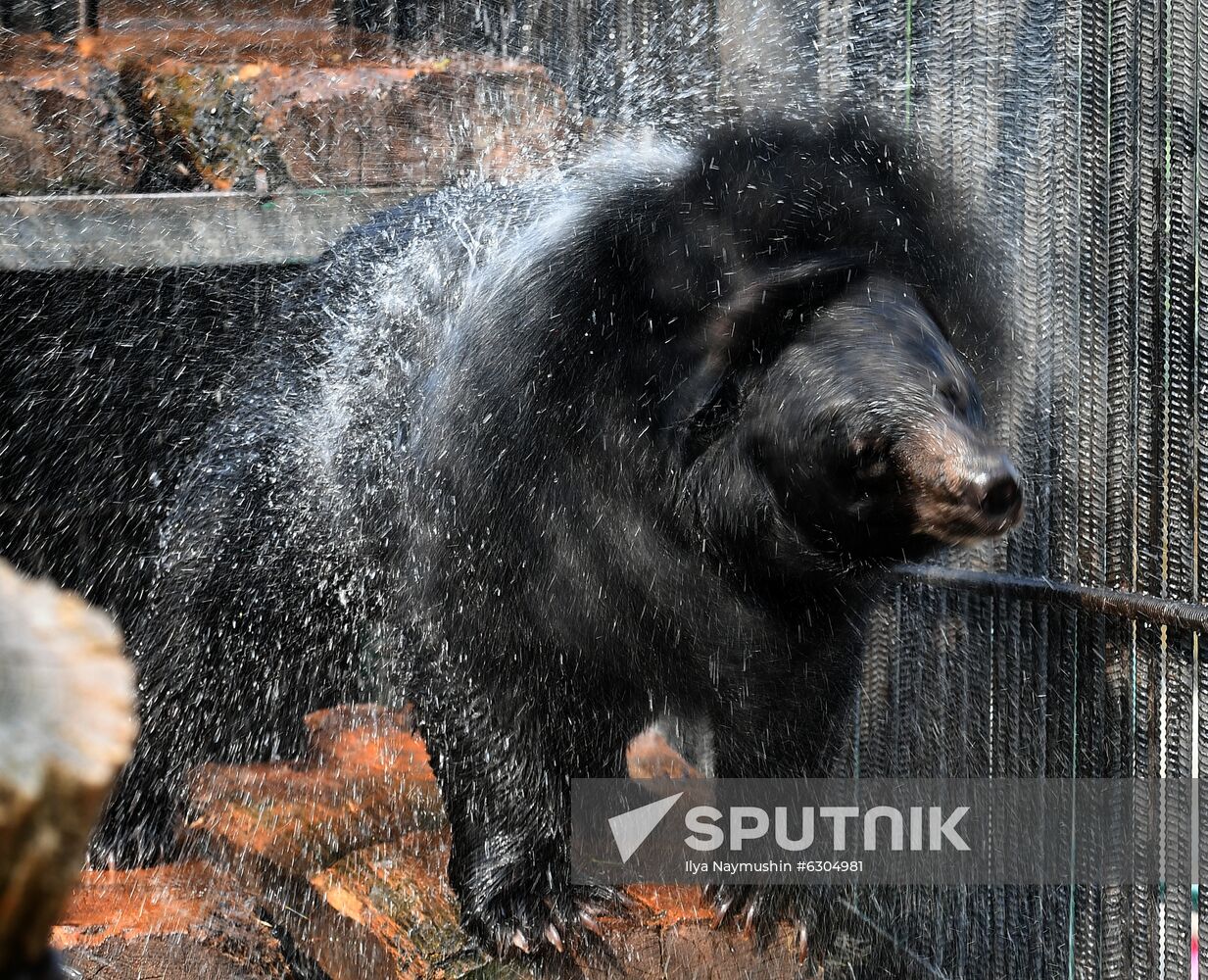 Russia Zoo