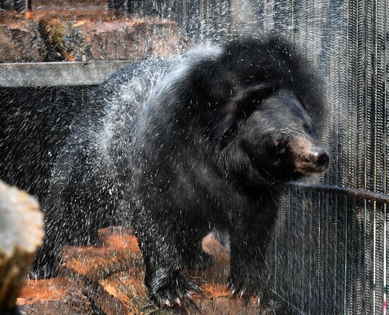 Russia Zoo