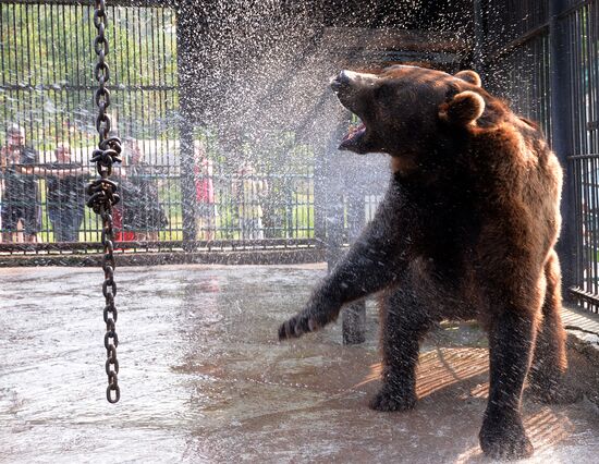 Russia Zoo