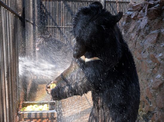 Russia Zoo