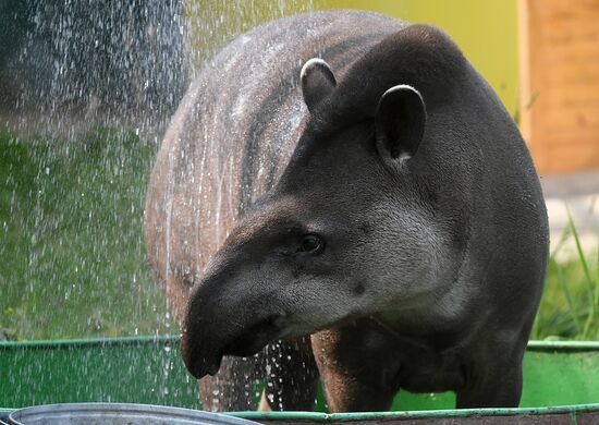 Russia Zoo