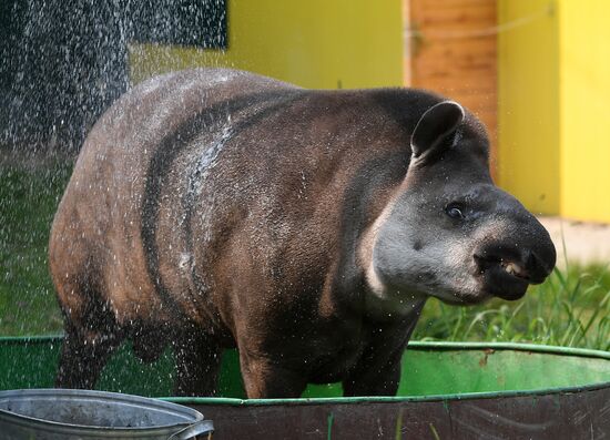 Russia Zoo