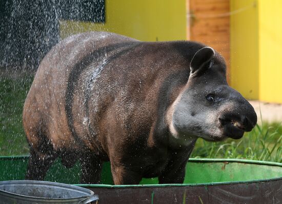 Russia Zoo