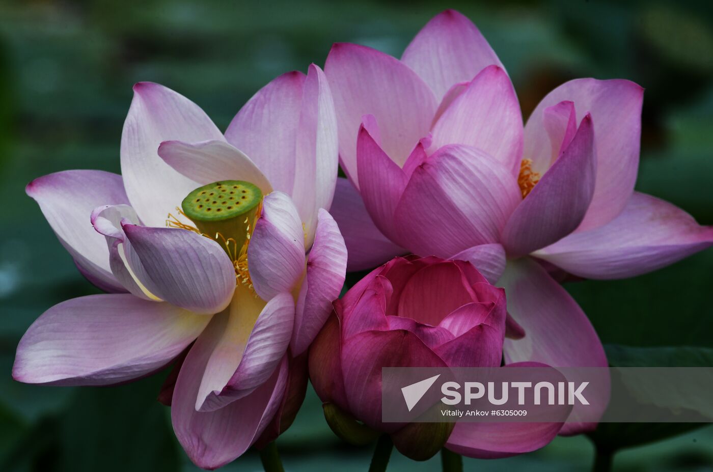 Russia Lotus Lake