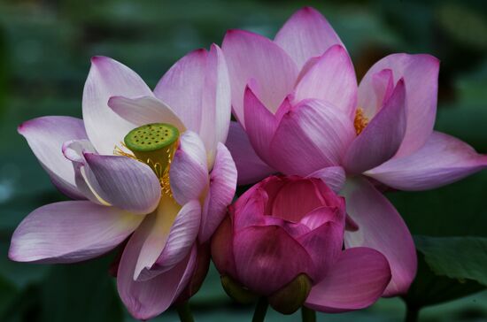 Russia Lotus Lake 