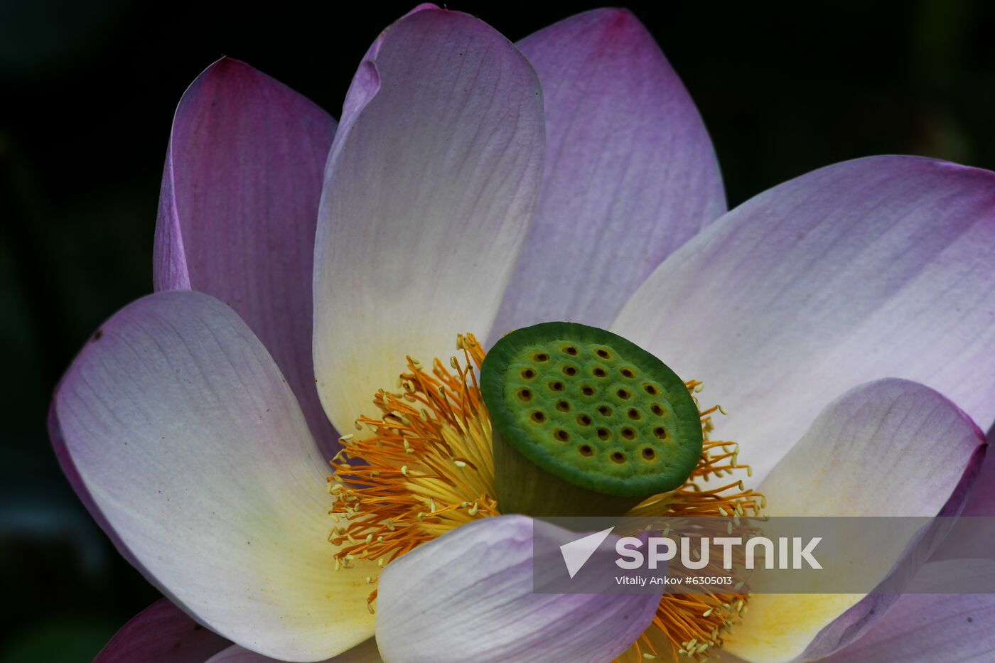 Russia Lotus Lake