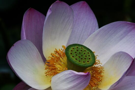 Russia Lotus Lake 