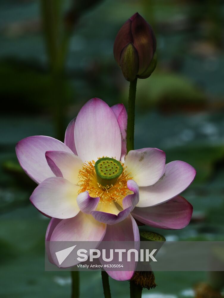 Russia Lotus Lake