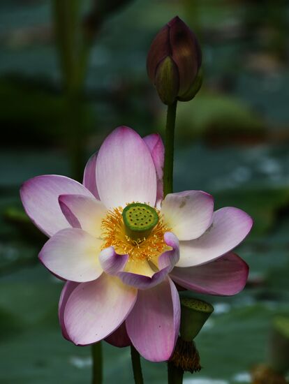 Russia Lotus Lake 