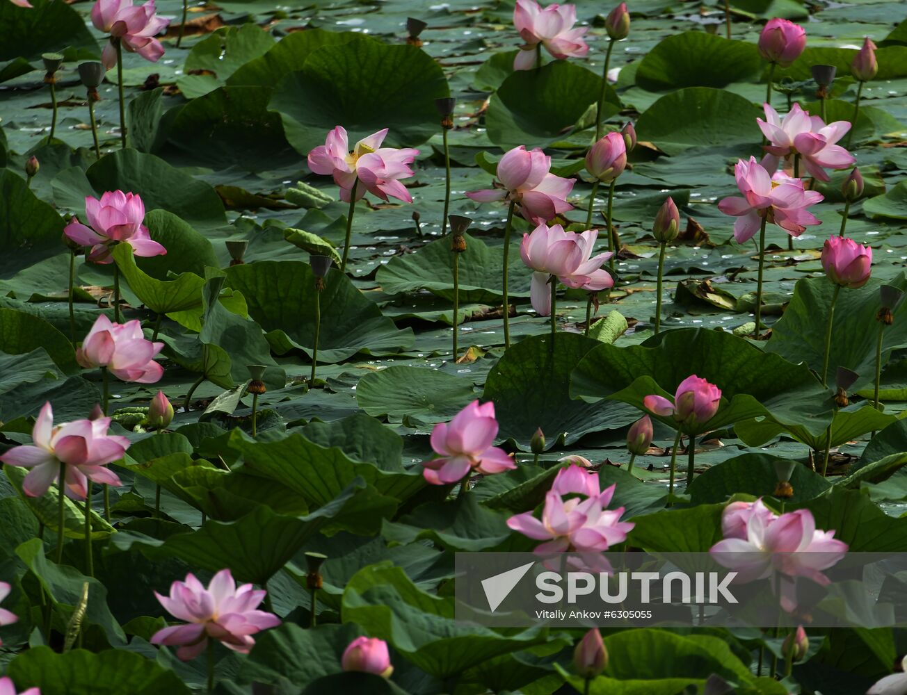 Russia Lotus Lake