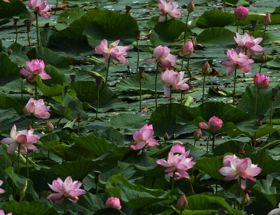 Russia Lotus Lake 