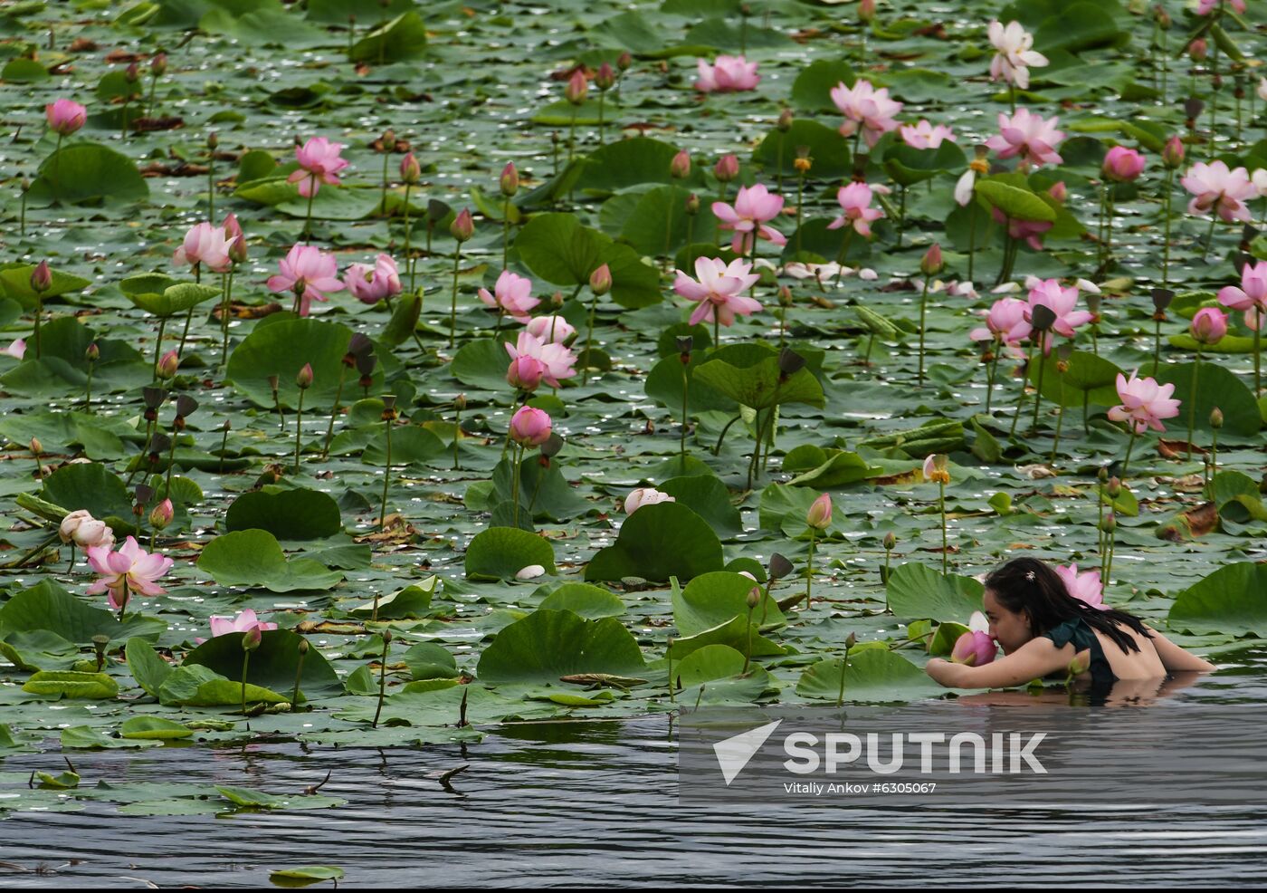 Russia Lotus Lake
