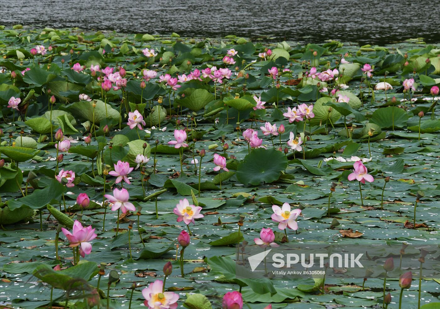 Russia Lotus Lake