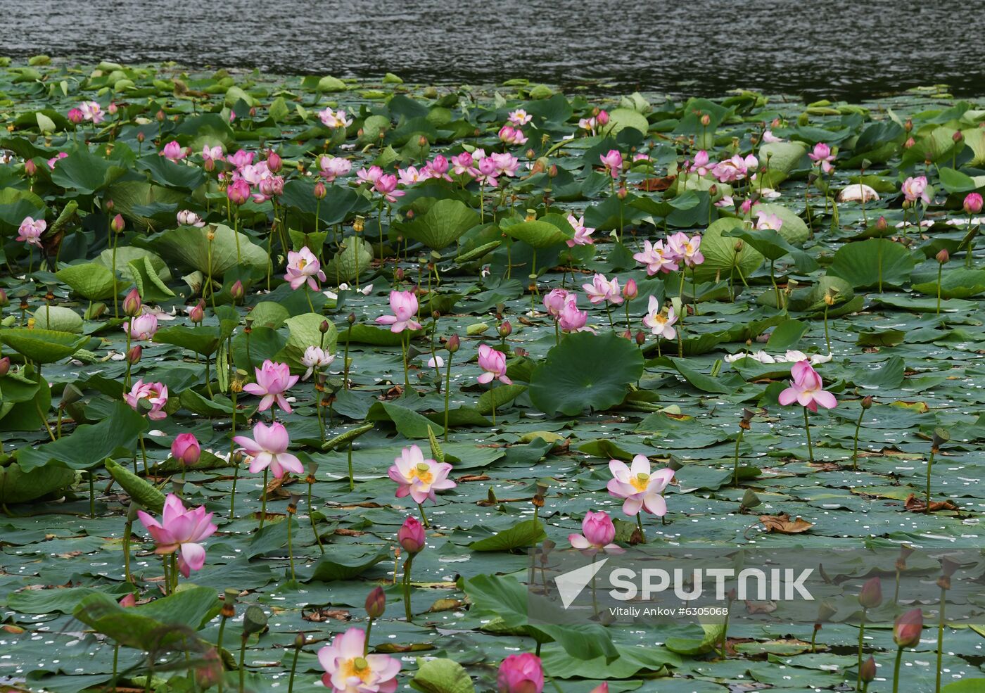 Russia Lotus Lake 