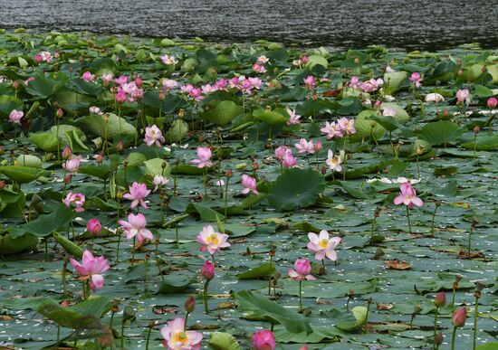 Russia Lotus Lake 