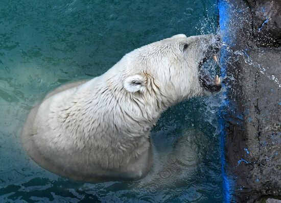 Russia Zoo