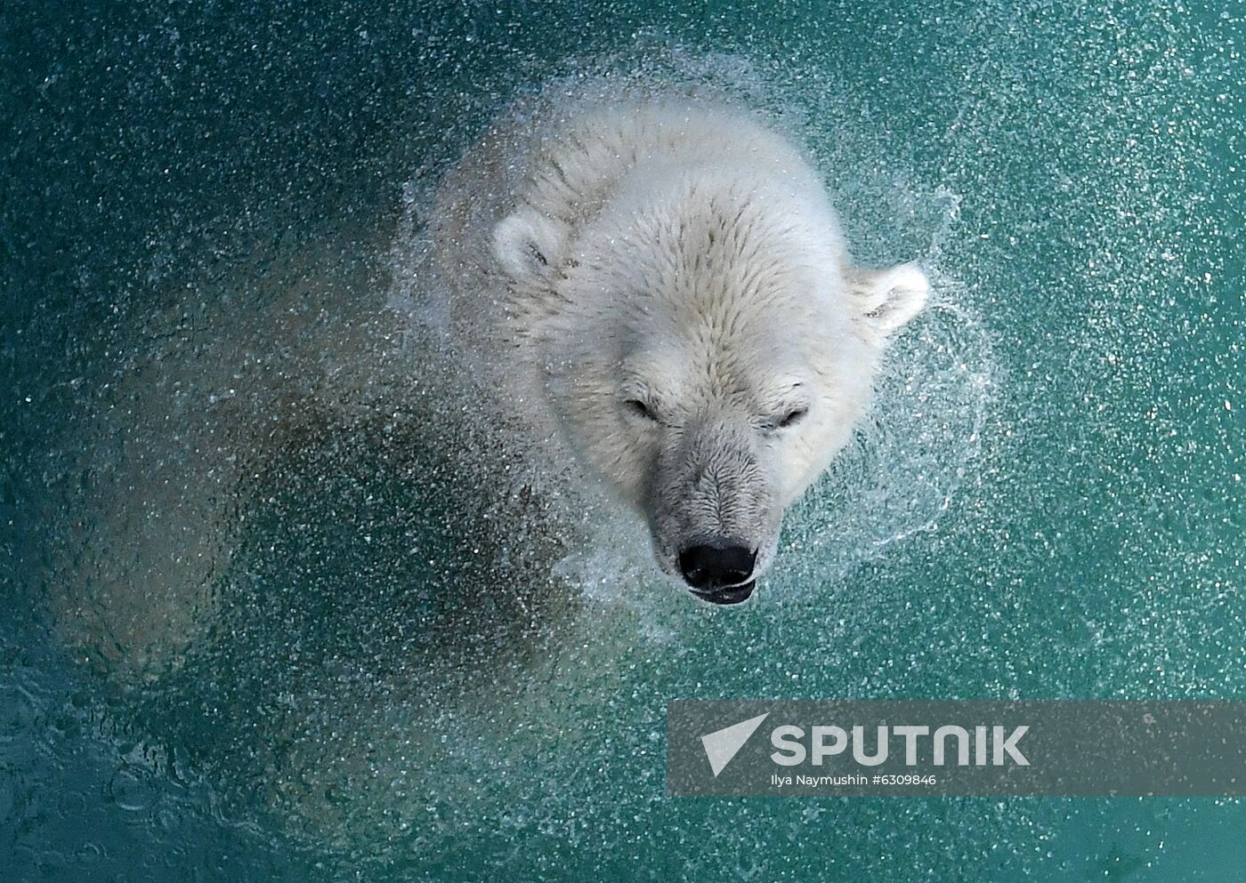 Russia Zoo
