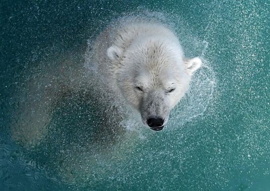 Russia Zoo