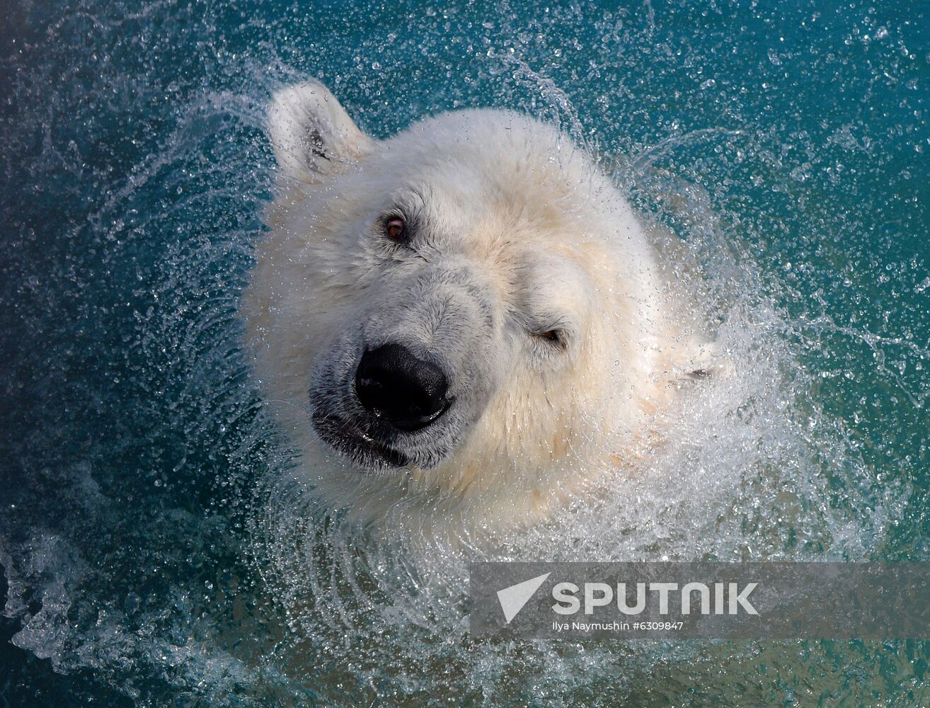 Russia Zoo