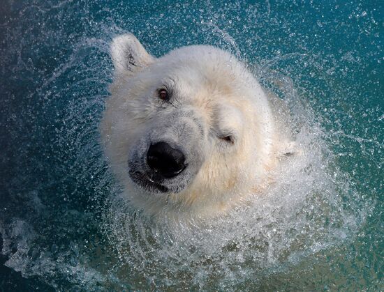 Russia Zoo