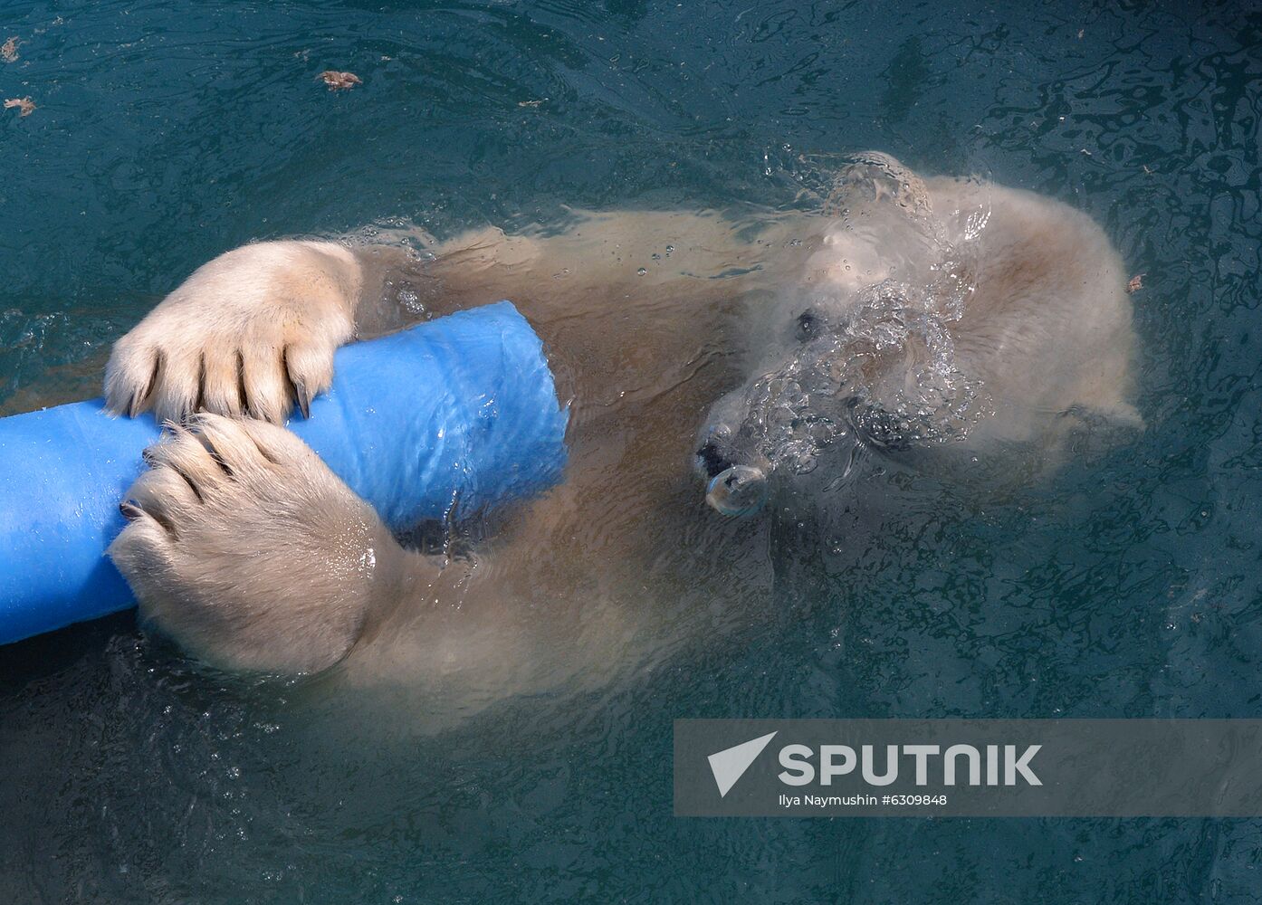 Russia Zoo