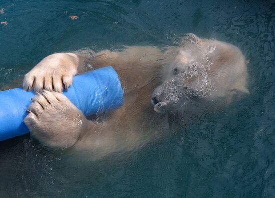 Russia Zoo