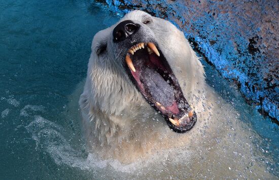 Russia Zoo