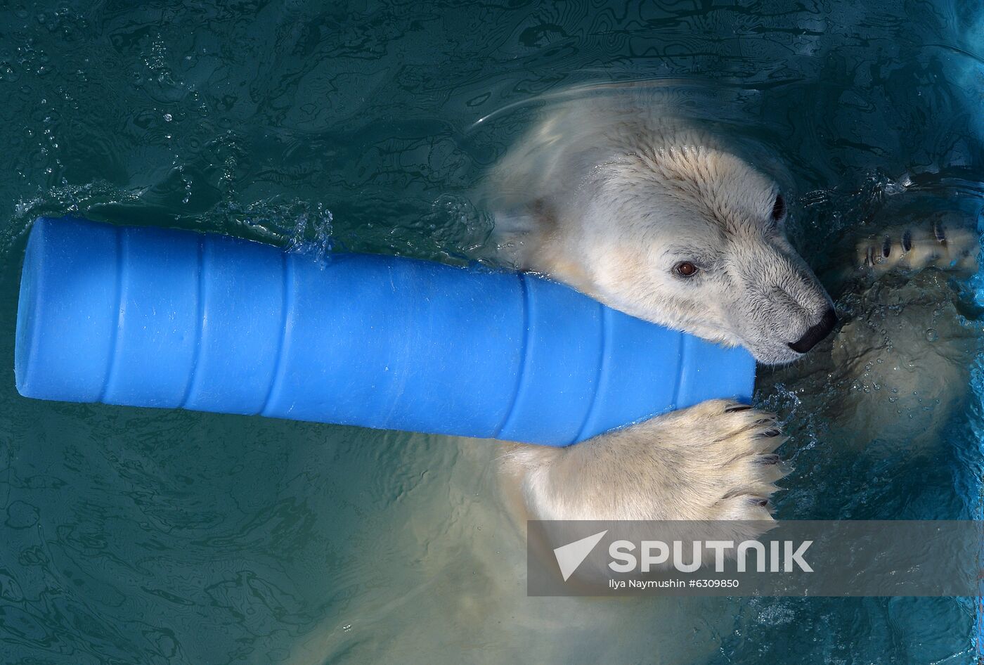 Russia Zoo