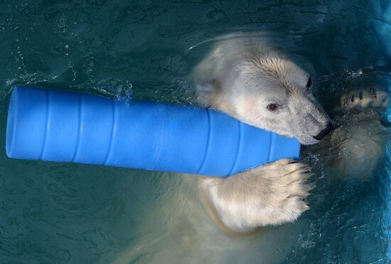 Russia Zoo