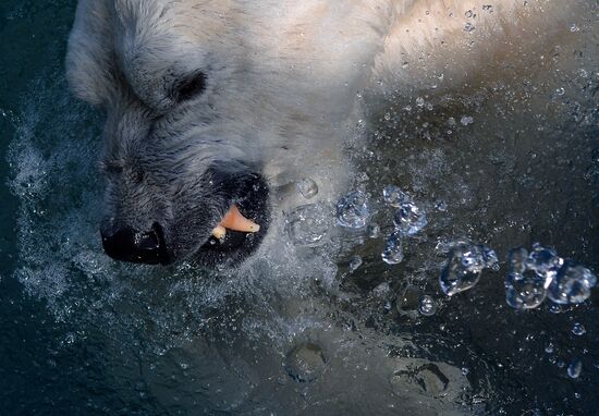 Russia Zoo