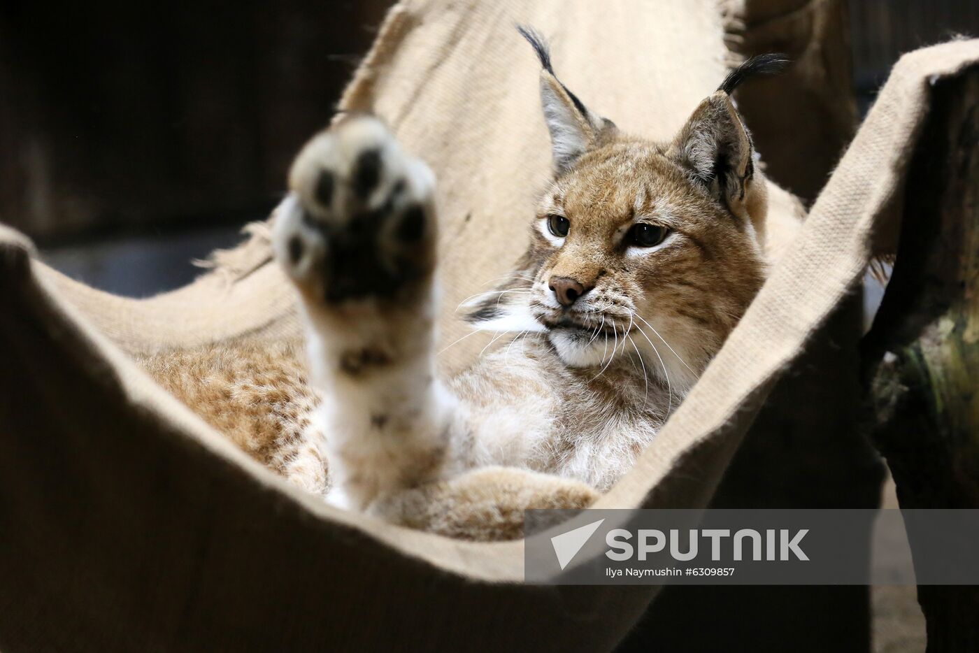 Russia Zoo