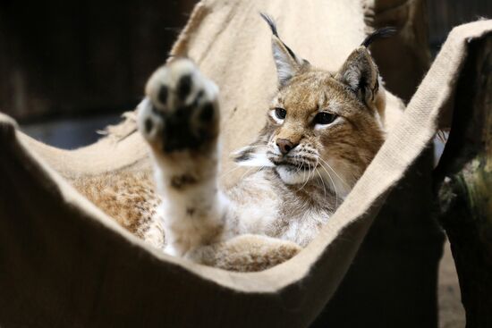 Russia Zoo
