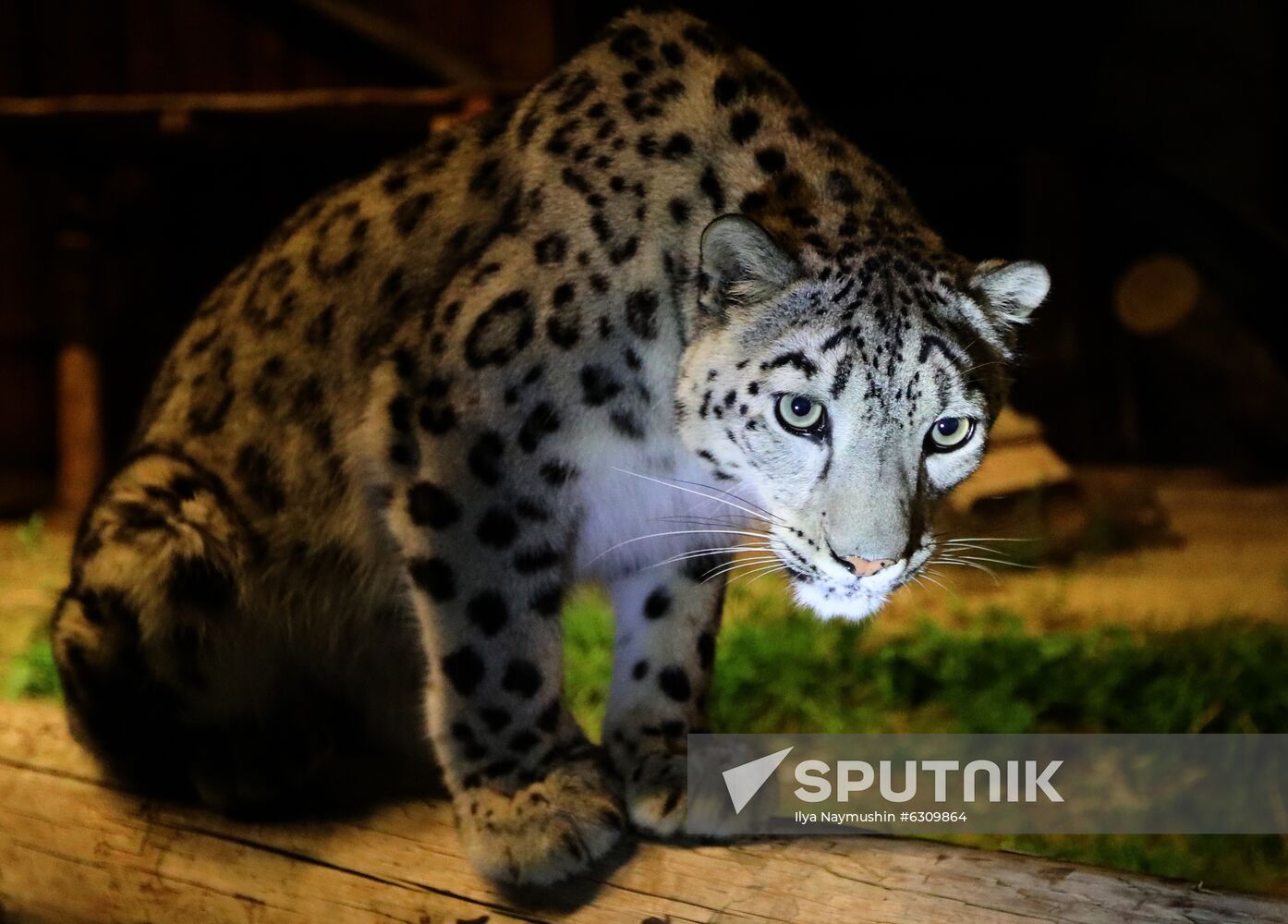 Russia Zoo