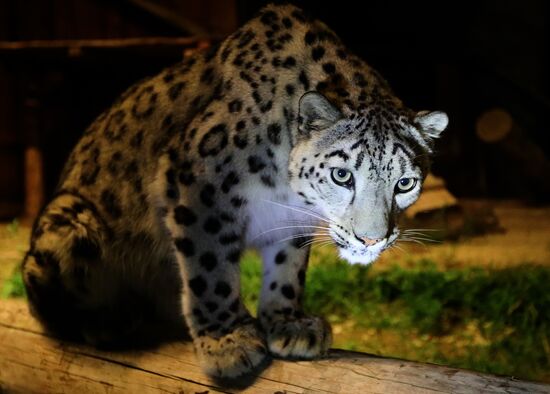 Russia Zoo