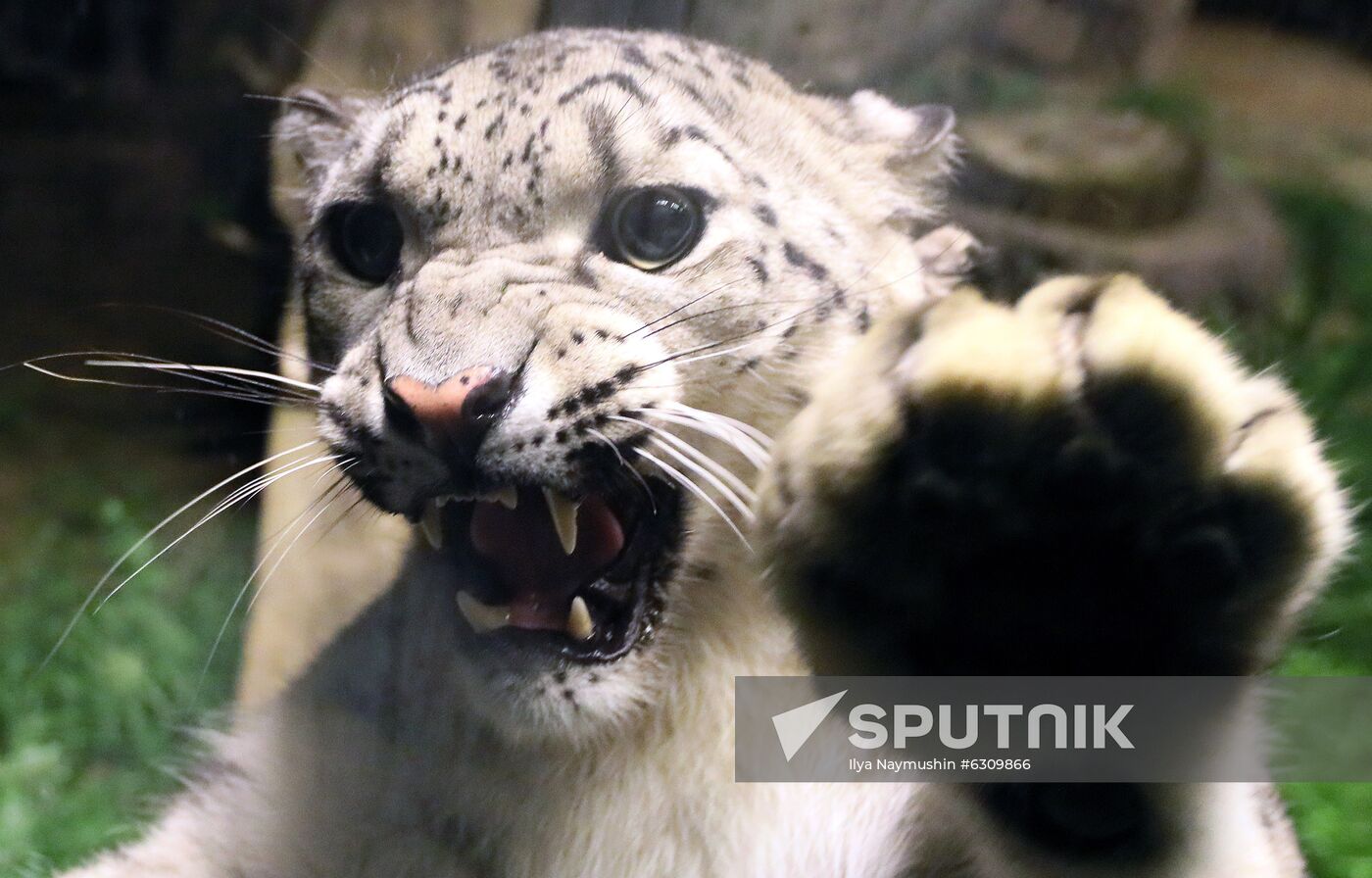 Russia Zoo