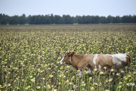 Russia Altai Salt Lakes