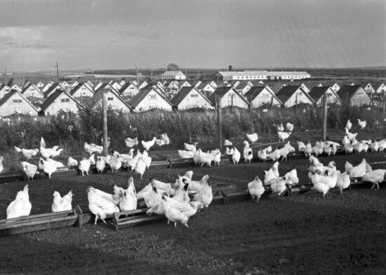 Bratsevo Poultry Factory