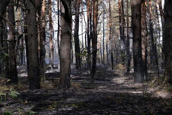 Russia Wildfires