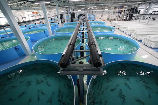 Russia Fish Farm