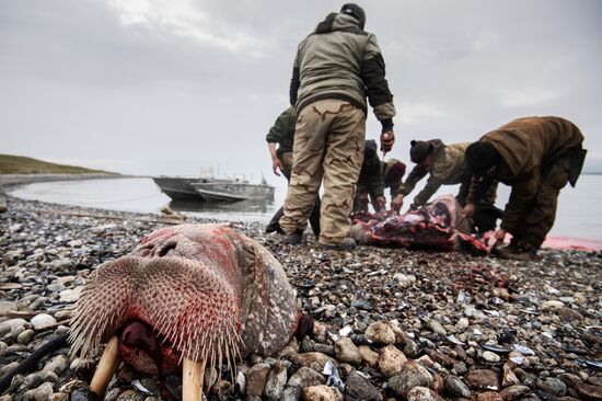 Russia Chukotka Walrus Hunting