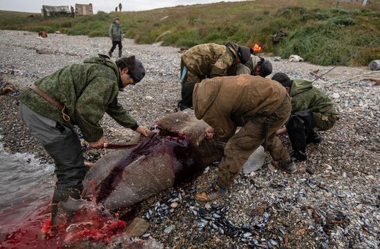 Russia Chukotka Walrus Hunting