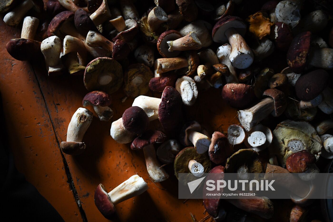Russia Mushrooms