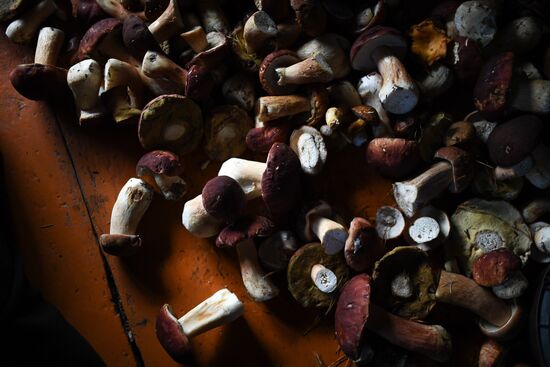 Russia Mushrooms